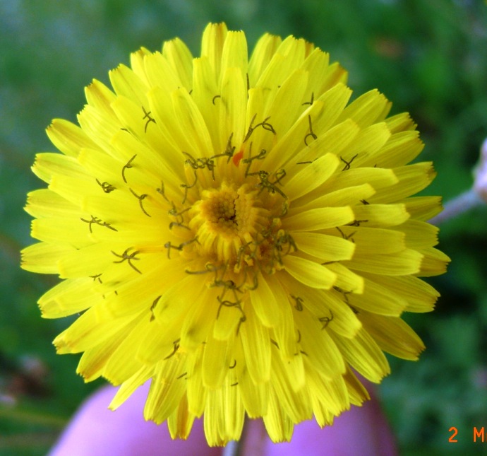 Crepis vesicaria / Radicchiella vescicosa